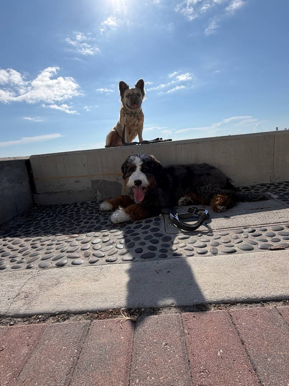 Cesar Bautista with a German Shepherd