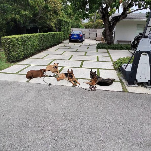 Client dogs in the driveway after a stay